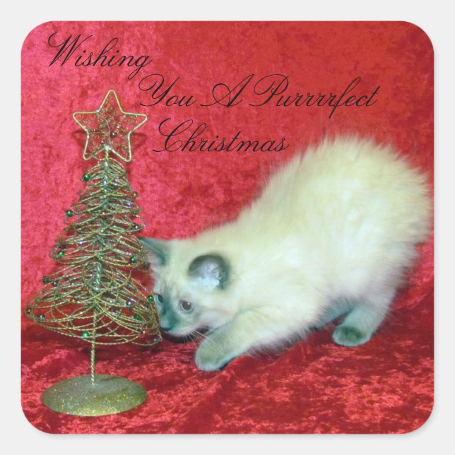 Savannahs spielerische Weihnachten - Kitten / Katz Quadratischer Aufkleber (Vorderseite)