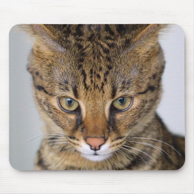 Savanne-Katze Mousepad (Vorne)
