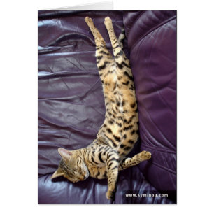 Savanne-Katzen-Schlafenkarte