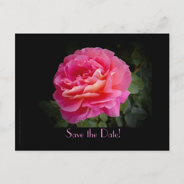 Save the Date 20-jähriges Party Rosa Rose Ankündigungspostkarte (Vorderseite)