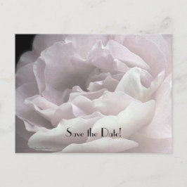 Save the Date 70. Geburtstagsparty Pale Rosa Rose Ankündigungspostkarte