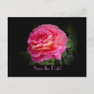Save the Date 70 Jahre Party Pink Rose Ankündigungspostkarte
