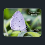 Save the Date Butterfly Wedding Magnet<br><div class="desc">Save the Date Spring Azure Butterfly Wedding Magnet</div>