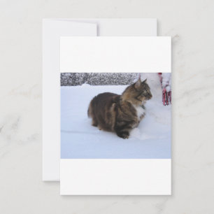 Save The Date chat forestier norvégien dans la neige