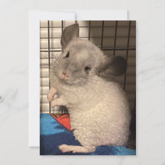 Save The Date chinchilla