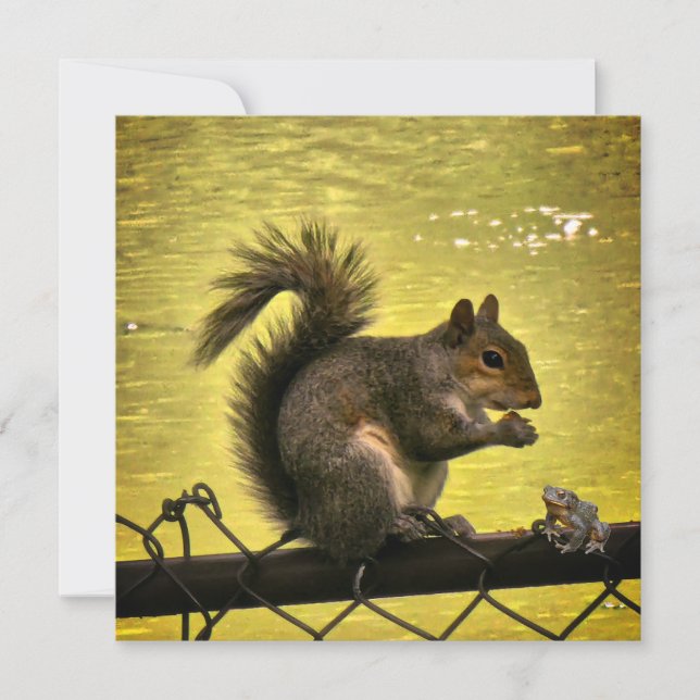 Save The Date Écureuil gris de l'Est (Sciurus carolinensis)  (Devant)
