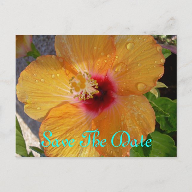 Save the Date Hibiskus Postkarte (Vorderseite)