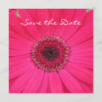Hot rose Gerbera Daisy Enregistrer la date Invitat