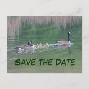 Save the Date Kanada Geese Nature Postcard Ankündigungspostkarte
