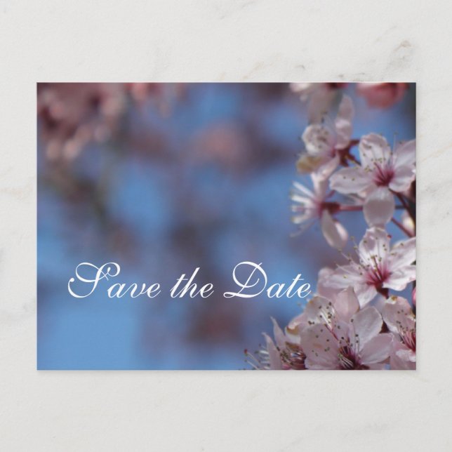 Save the Date Kirschblüte Ankündigungspostkarte (Vorderseite)