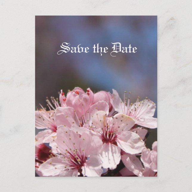 Save the Date Kirschblüte Ankündigungspostkarte (Vorderseite)
