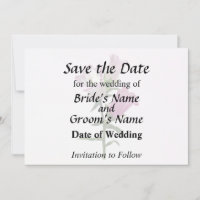 Pink Canterbury Bells