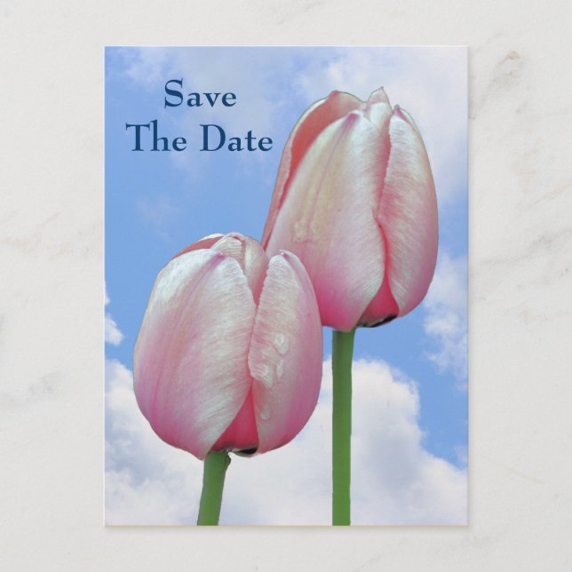 Save the Date Pink Tulips Blue Sky Blume Postcard Ankündigungspostkarte (Vorderseite)