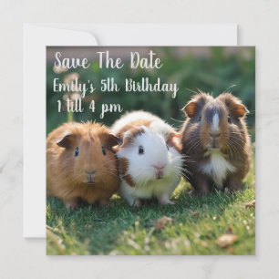 Save The Date Trois bébés cochons de Guinée,