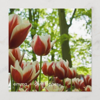 Save The Date Tulipes rouges et blanches DSC0869
