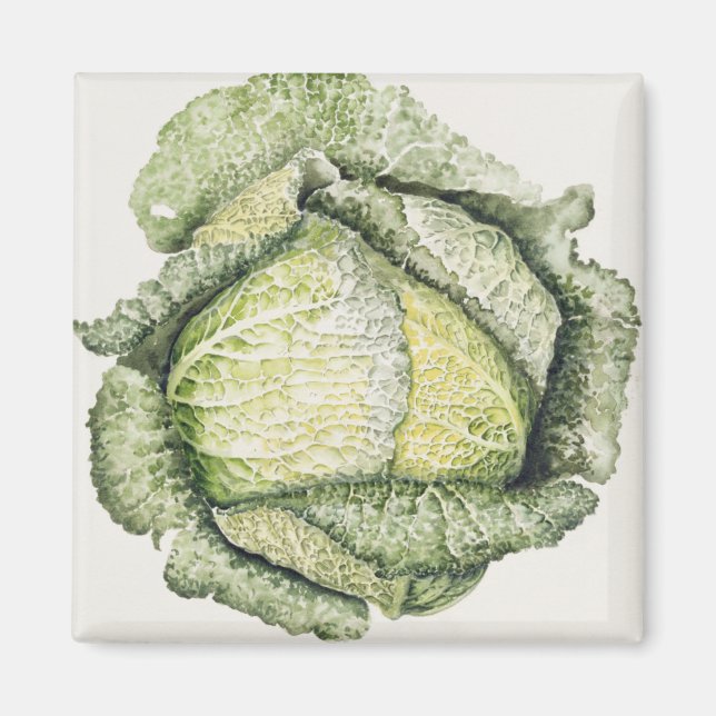 Savoy Cabbage Magnet (Vorne)