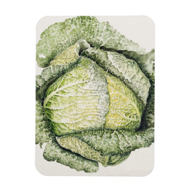 Savoy Cabbage Magnet (Vertikal)