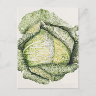 Savoy Cabbage Postkarte