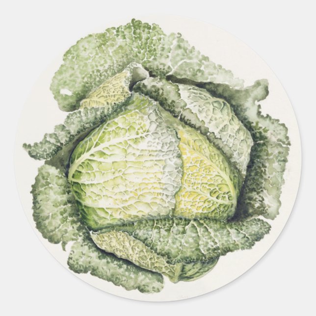 Savoy Cabbage Runder Aufkleber (Vorderseite)