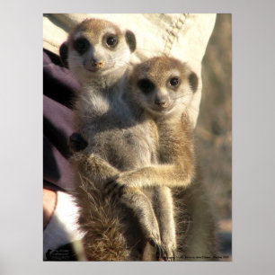 Savuka umarmend Oriole - Poster