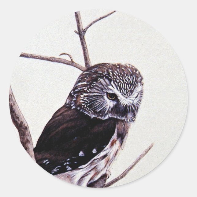 Saw-whet-uhu Runder Aufkleber (Vorderseite)