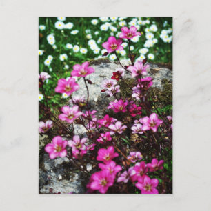 Saxifraga Highlander 2 Postkarte