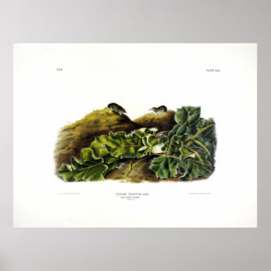 Say's Least Shrew oder nordamerikanische Least Shr Poster