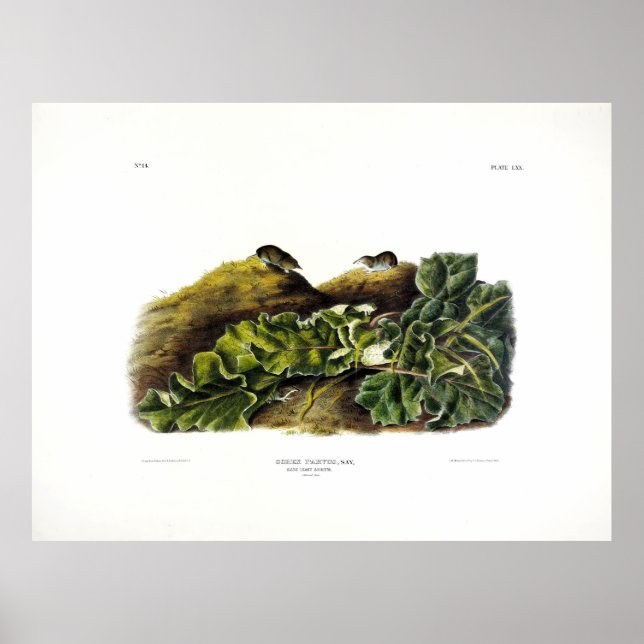 Say's Least Shrew oder nordamerikanische Least Shr Poster (Vorne)