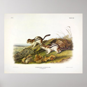 Say's Marmot-Eichhörnchen (Golden-Managed Ground S Poster