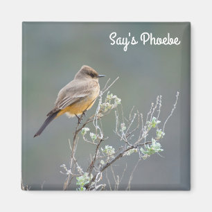 Say's Phoebe in der Weise Magnet