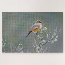 Say's Phoebe in the Sage