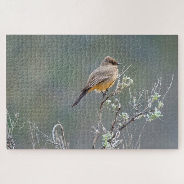 Say's Phoebe in the Sage (Horizontal)
