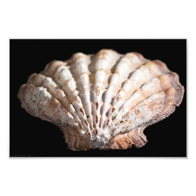Scallop 3 236 fotodruck (Vorne)