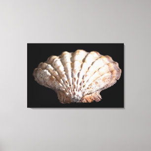 Scallop 3 236 leinwanddruck