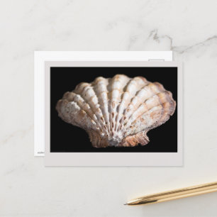 Scallop 3 236 postkarte
