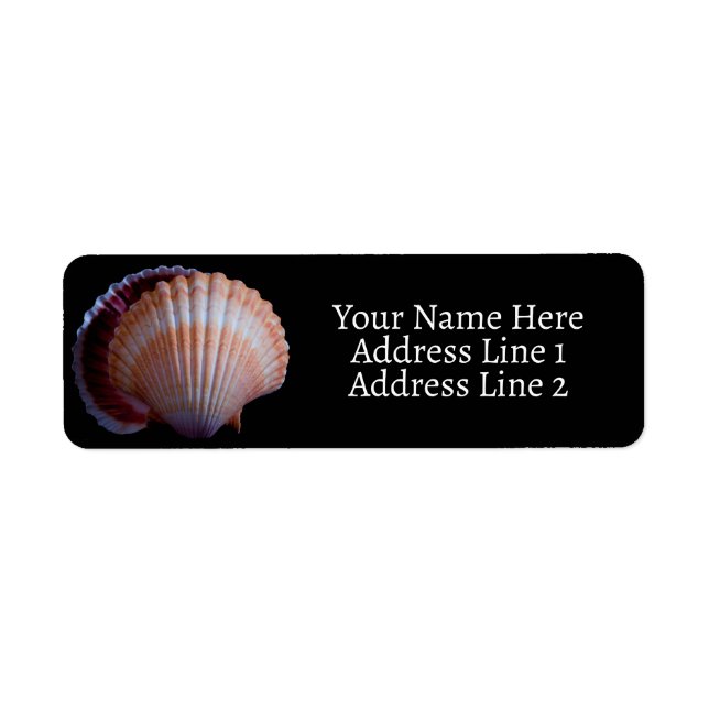 Scallop-Muschel (Vorne)