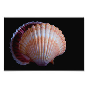 Scallop-Muschel Fotodruck