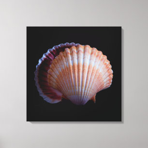 Scallop-Muschel Leinwanddruck