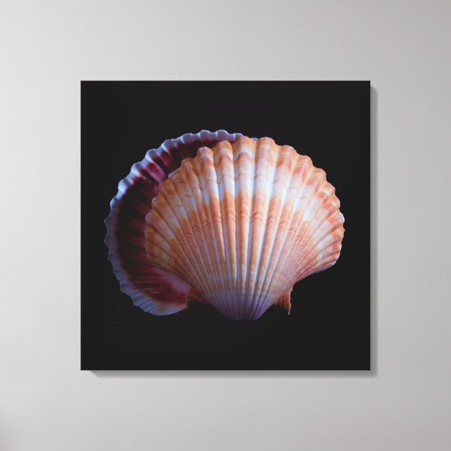 Scallop-Muschel Leinwanddruck (Vorderseite)