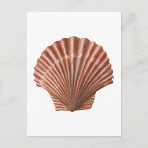 Scallop-Muschel Postkarte