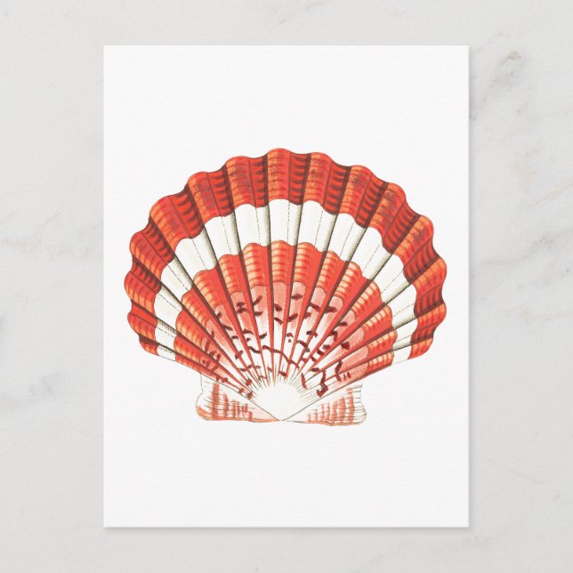 "SCALLOP" SEASHELL-MEERESWELT POSTCARD POSTKARTE (Vorderseite)