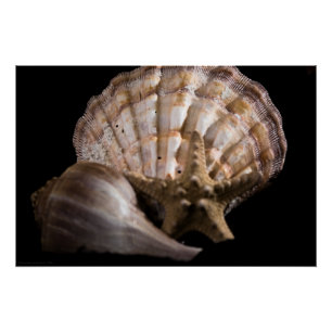Scallop, Whelk, Sea Star Poster