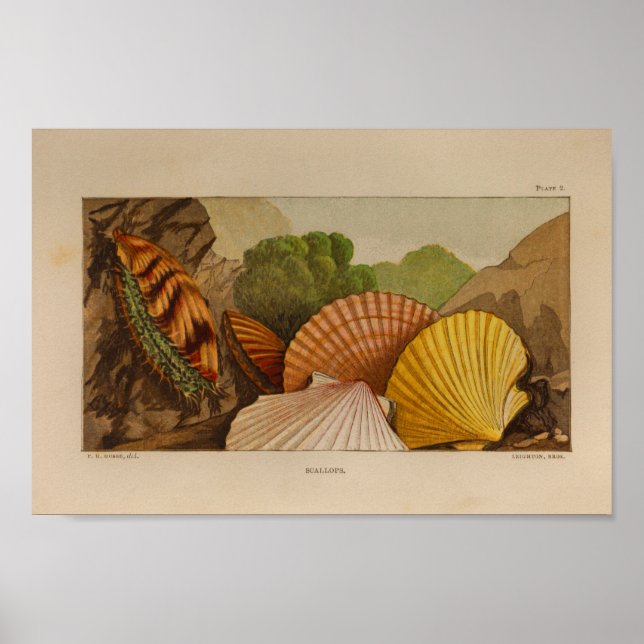 Scallops-Muscheln Vintage Farbdarstellung Druck Poster (Vorne)