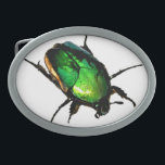 Scarab Käfer Ovale Gürtelschnalle<br><div class="desc">Der ägyptische Skarabäus-Käfer ist in diesem Sommer voll in Kraft. Die wilden Katzen haben den Workshop mit diesen wunderschönen Käfern im Abend "geschenkt". Wenn Sie dieses Bild auf einem der Produkte sehen möchten, die Zazzle erstellt, senden Sie uns bitte eine Nachricht. Benötigen Sie Hilfe bei der Anpassung dieses Produkts? Unser...</div>