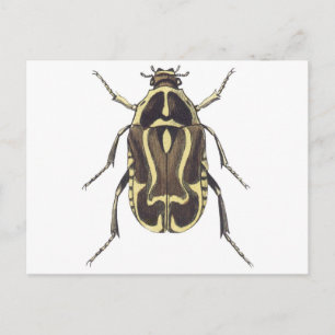 Scarab Käfer Postkarte