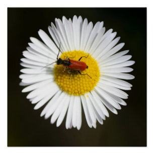 Scarabée rouge sur affiche macro de marguerite bla