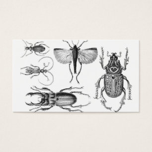 Scarabées et insectes