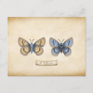 Scarce Large Blue Butterfly Spektrole individuell Postkarte