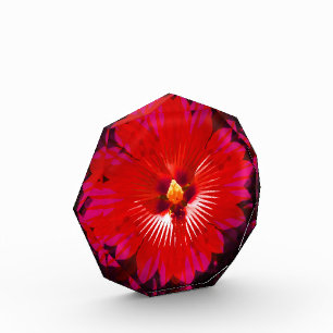 "Scarlet Bloom: Roter Hibiskus Kaleidoskop" Fotoblock