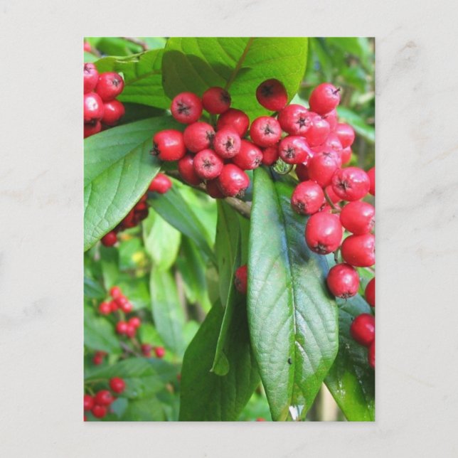 Scarlet Firethorn im Val Gardens Park Postkarte (Vorderseite)